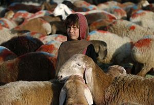 Una bambina afghana in un gregge di pecore (Reuters).