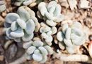 arida_pachyphytum oviferum