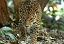 17.giaguaro