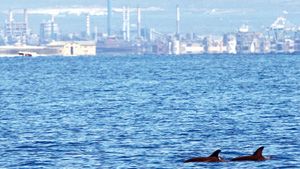 I delfini davanti alla zona industriale di Taranto.