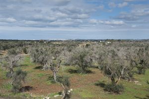 Zona "Li Sauli", Gallipoli. Alcuni alberi aggrediti dal disseccamento (foto Cosmo Laera)