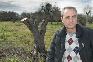 Il presidente della Coldiretti di Lecce, l'ing. Pantaleo Piccinno, davanti a un albero mutilato (foto Cosmo Laera)