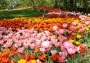 tulipani rosa arancio giallo