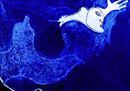 Licini_Amalassunta blu