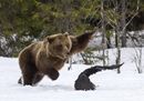 13_© Mikhail Shatenev (Russia)_Attenti a una mamma orsa.jpg