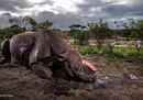 1Memorial to a species © Brent Stirton - Wildlife Photographer of the Year.jpg