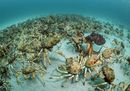 Crab surprise © Justin Gilligan - Wildlife Photographer of the Year.jpg