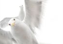 In the grip of the gulls © Ekaterina Bee - Wildlife Photographer of the Year.jpg