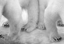 Polar pas de deux © Eilo Elvinger - Wildlife Photographer of the Year.jpg