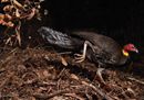The incubator bird © Gerry Pearce - Wildlife Photographer of the Year.jpg