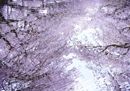 %28C%29TCVB_Sakura 6.jpg