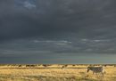 CS-011216-namibia_rx10-207.jpg
