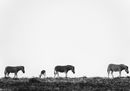 CS-281116-namibia_rx10-087.jpg