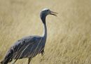 CS-281116-namibia_rx10-090.jpg