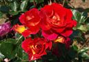 Rosa di Brera 1 - Rose Brani - Orticola 2017.jpg