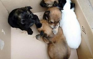 I cuccioli abbandonati