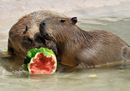 MDG_1698 capibara+anguria.jpg