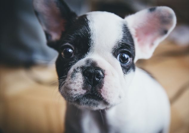 Ma Gli Animali Domestici Vanno In Paradiso Famiglia Cristiana