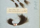 Sample page from Baroness Lehzen's album - lock of Queen Victoria's hair from childhood.jpg