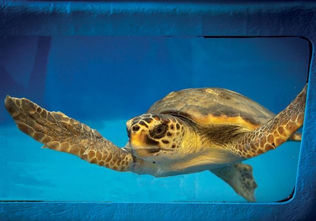 Libri per bambini dai 3 anni - Le tartarughe marine