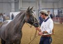 Fieracavalli2019_Veronafiere_EnneviFoto_MMF0311.jpg