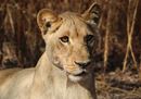 © Shadrach  Mwaba Senior Wildlife Officer WWF Zambia (2).jpg