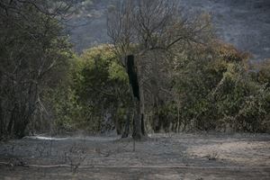 Nella provincia di Oristano lo scorso luglio sono bruciati circa 20 mila ettari. Foto: Fabio Murru.  