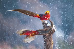 Dancing in the snow by Qiang Guo, China