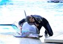 Jessica Notaro torna tra i suoi delfini al Parco Oltremare di Riccione