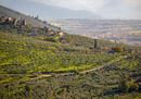 UMBRIA Il sentiero degli ulivi, la fascia olivata Assisi Spoleto, Foto Matteo Carbone_2022 ©FAI (3).jpg