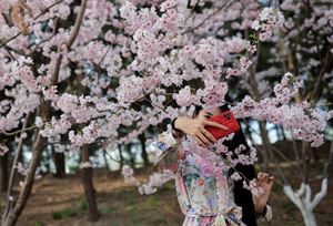 Gli alberi fioriti a primavera in Cina (Reuters)