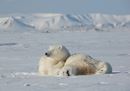 © Jon Aars NPI WWF.jpg