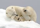 © naturepl.com - Andy Rouse-WWF.jpg
