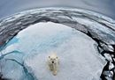 L'orso polare perde il suo habitat