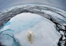 © naturepl.com- Andy Rouse - WWF.jpg