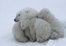 © naturepl.com Jenny E. Ross WWF.jpg