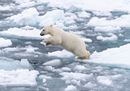 © Richard Barrett WWF-UK.jpg