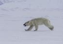© Shutterstock Wildestanimal  WWF.jpg