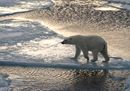 @ Steve Morello - WWF.jpg