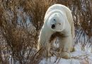 © WWF-US Elisabeth Kruger.jpg