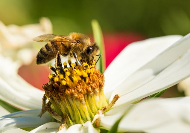 Greenpeace: bees and pollinators are at risk, but saving them is possible