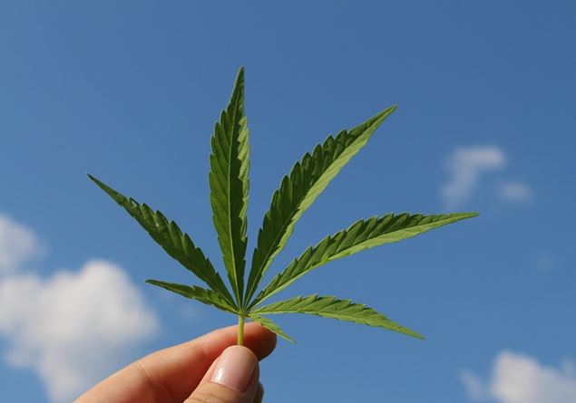 “How to understand if my son uses cannabis?”